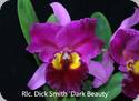 Rlc. Dick Smith Dark Beauty